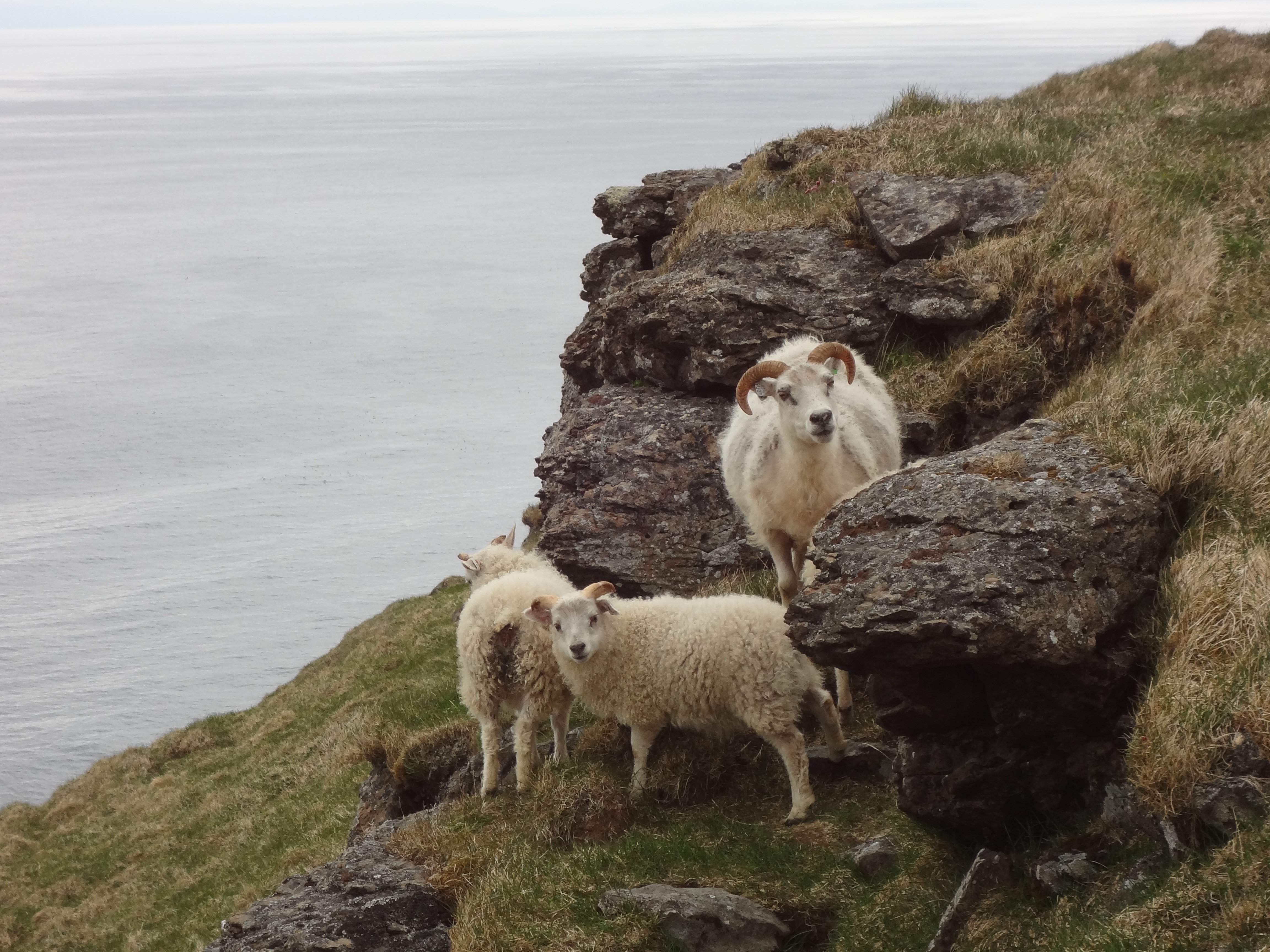 Sheep in Grímsey